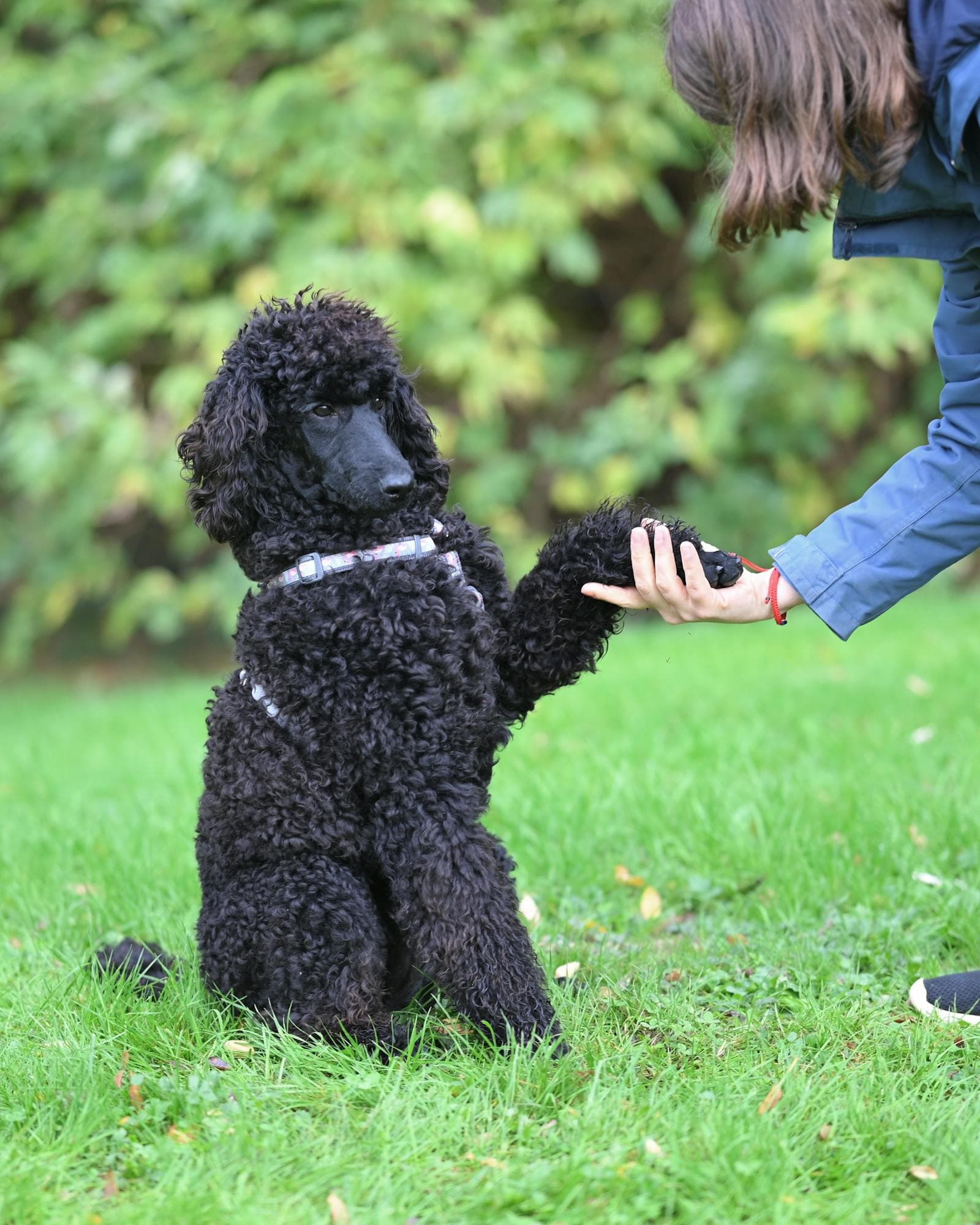 A paw