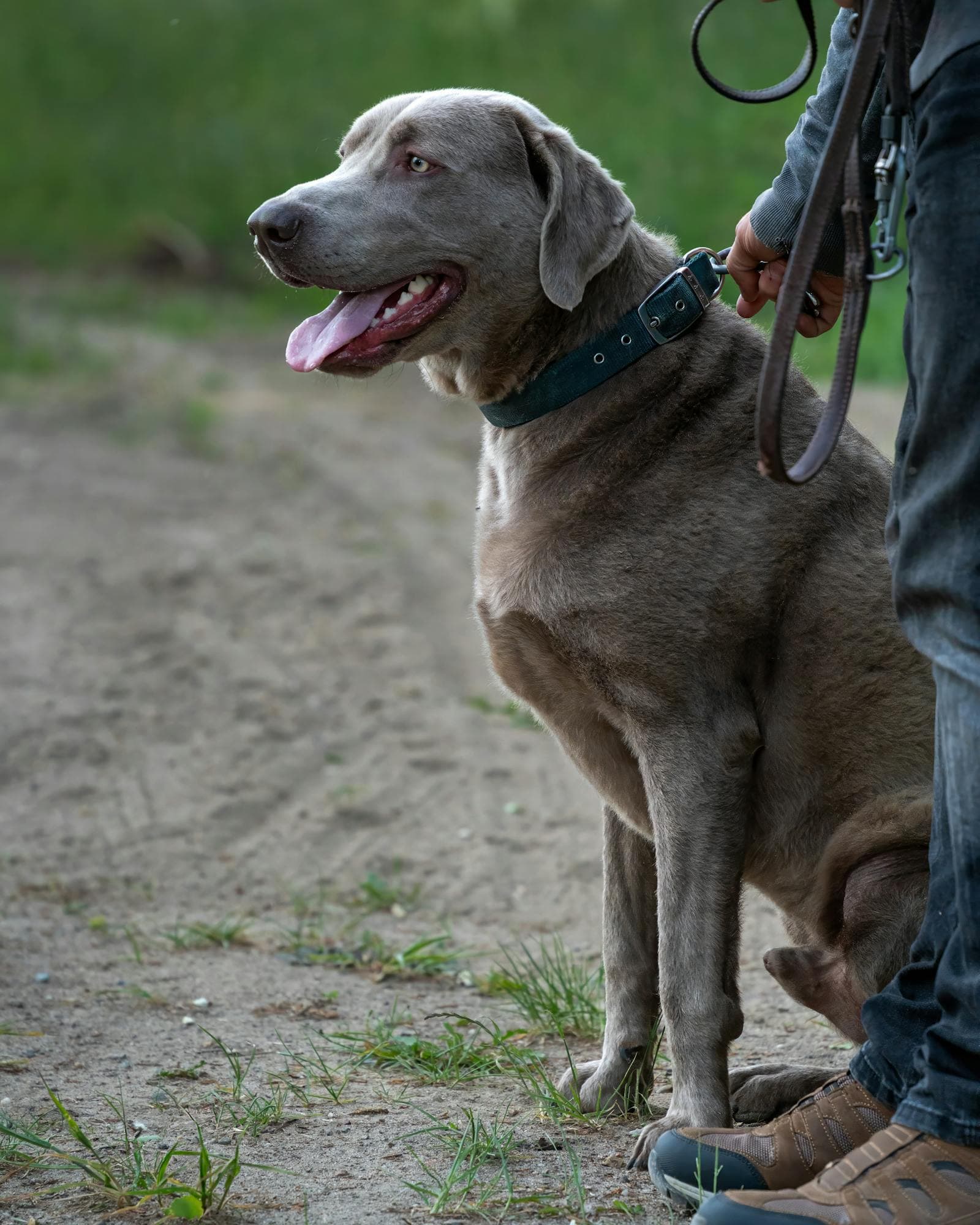 A dog at rest