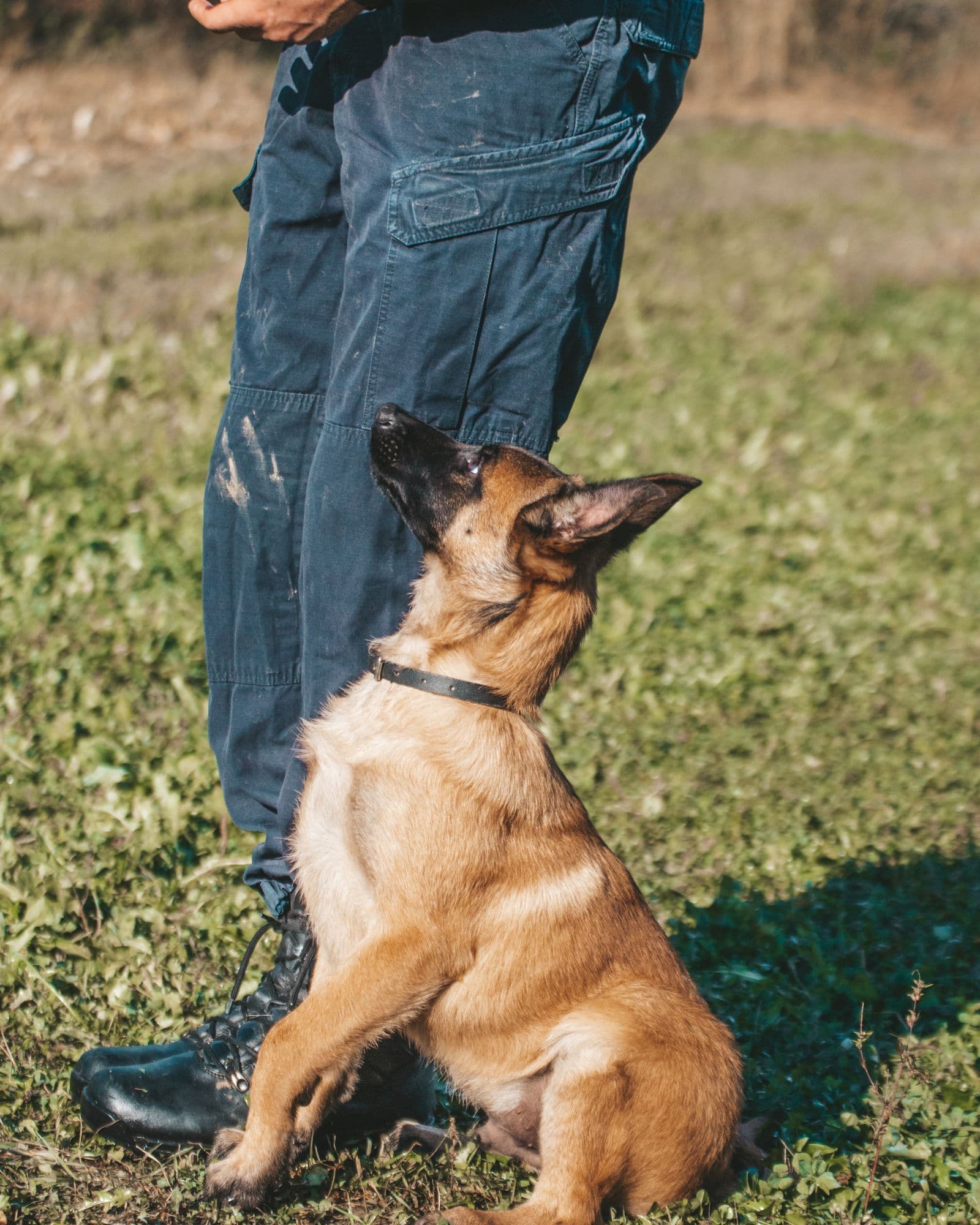 Puppy learning
